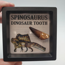 Cargar imagen en el visor de la galería, Spinosaurus Dinosaur Tooth
