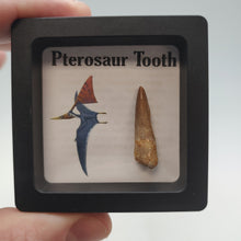 Cargar imagen en el visor de la galería, Pterosaur Tooth
