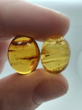 將圖片載入圖庫檢視器 Baltic Amber With Insect Inclusion
