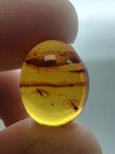 将图片加载到图库查看器，Baltic Amber With Insect Inclusion

