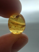 Charger l&#39;image dans la galerie, Baltic Amber With Insect Inclusion
