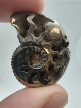 Charger l&#39;image dans la galerie, Pyritized Ammonite Fossil
