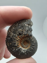 Cargar imagen en el visor de la galería, Pyritized Ammonite Fossil

