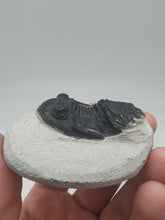 Cargar imagen en el visor de la galería, Trilobite Fossil

