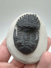 Cargar imagen en el visor de la galería, Trilobite Fossil
