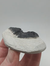 Charger l&#39;image dans la galerie, Trilobite Fossil
