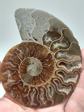将图片加载到图库查看器，Ammonite Fossil
