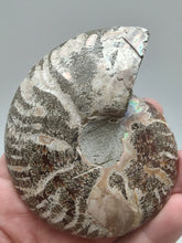 Charger l&#39;image dans la galerie, Ammonite Fossil
