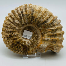 将图片加载到图库查看器，Fossilized Ammonite Specimen
