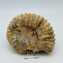 将图片加载到图库查看器，Fossilized Ammonite Specimen
