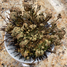 Load image into Gallery viewer, Rose of Jericho Resurrection Plant X-Lg size

